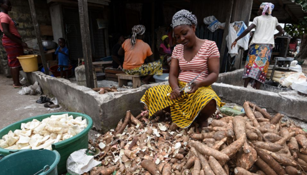 Bingerville: Autonomisation des producteurs de manioc, Quelles avancées?