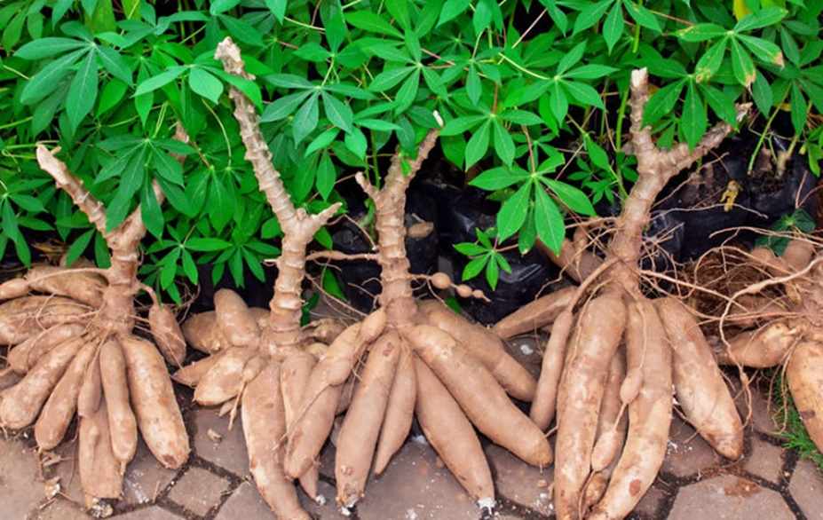 Gagnoa: Les Acteurs de la filière Manioc formés